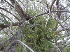 Crithagra albogularis