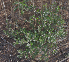 Lepidium oblongum