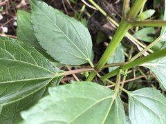 Wollastonia biflora