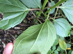Wollastonia biflora