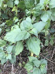 Wollastonia biflora