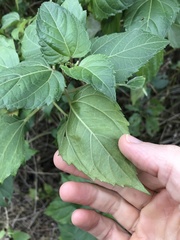 Wollastonia biflora
