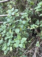 Wollastonia biflora