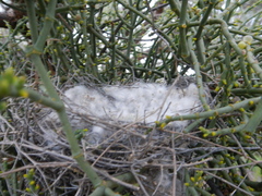 Crithagra albogularis