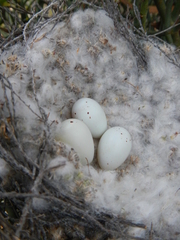 Crithagra albogularis