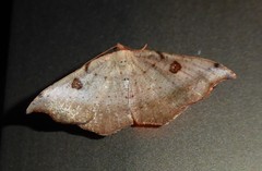 Sarisa muriferata