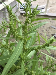 Rumex microcarpus