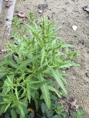 Rumex microcarpus