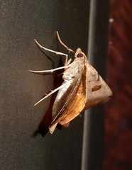 Sarisa muriferata