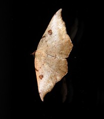 Sarisa muriferata