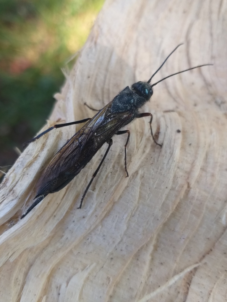 Sirex carinthiacus