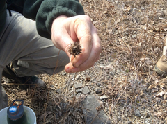 Echinacea tennesseensis