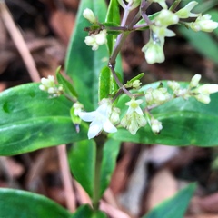 Oldenlandia vachellii