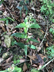 Oldenlandia vachellii