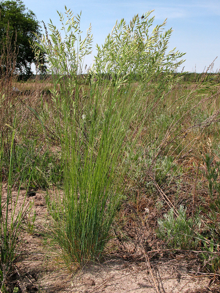 Festuca de las rocas