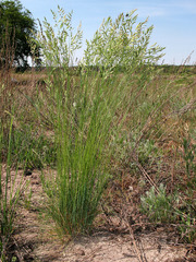 Festuca rupicola