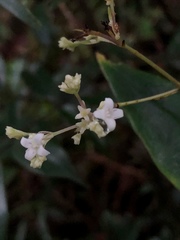 Oldenlandia vachellii