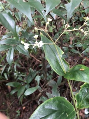 Oldenlandia vachellii
