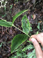 Oldenlandia vachellii
