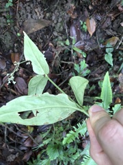 Oldenlandia vachellii