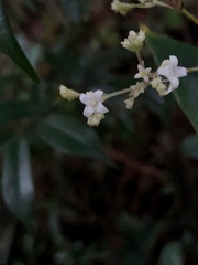 Oldenlandia vachellii