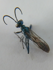 Chalybion japonicum