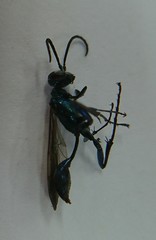Chalybion japonicum