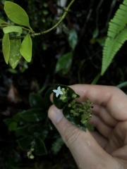 Oldenlandia vachellii