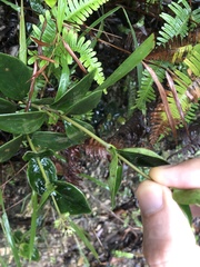 Oldenlandia vachellii