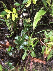 Oldenlandia vachellii