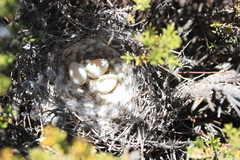 Crithagra albogularis