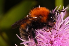 Bombus schrencki