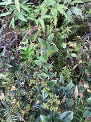 Oldenlandia vachellii