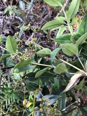 Oldenlandia vachellii