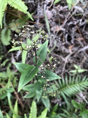 Oldenlandia vachellii