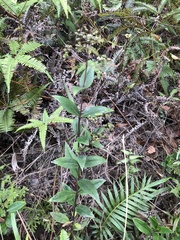 Oldenlandia vachellii