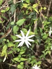 Jasminum nervosum