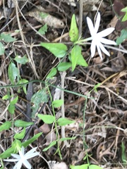 Jasminum nervosum