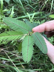 Chamaecrista leschenaultiana