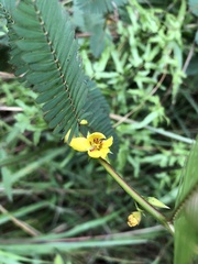 Chamaecrista leschenaultiana