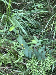 Chamaecrista leschenaultiana