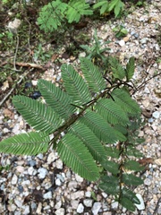 Chamaecrista leschenaultiana