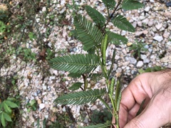 Chamaecrista leschenaultiana