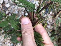 Chamaecrista leschenaultiana