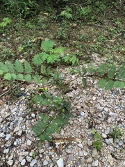 Chamaecrista leschenaultiana