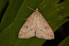 Udea decrepitalis