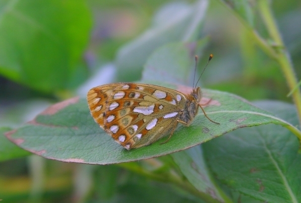Issoria eugenia