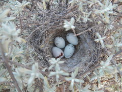 Crithagra flaviventris