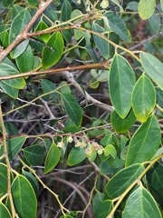 Breynia oblongifolia