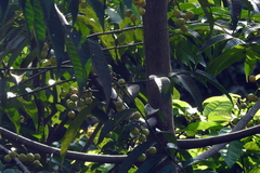 Horsfieldia irya, photograph (c) Manoj Karingamadathil, some rights reserved (CC BY-SA)